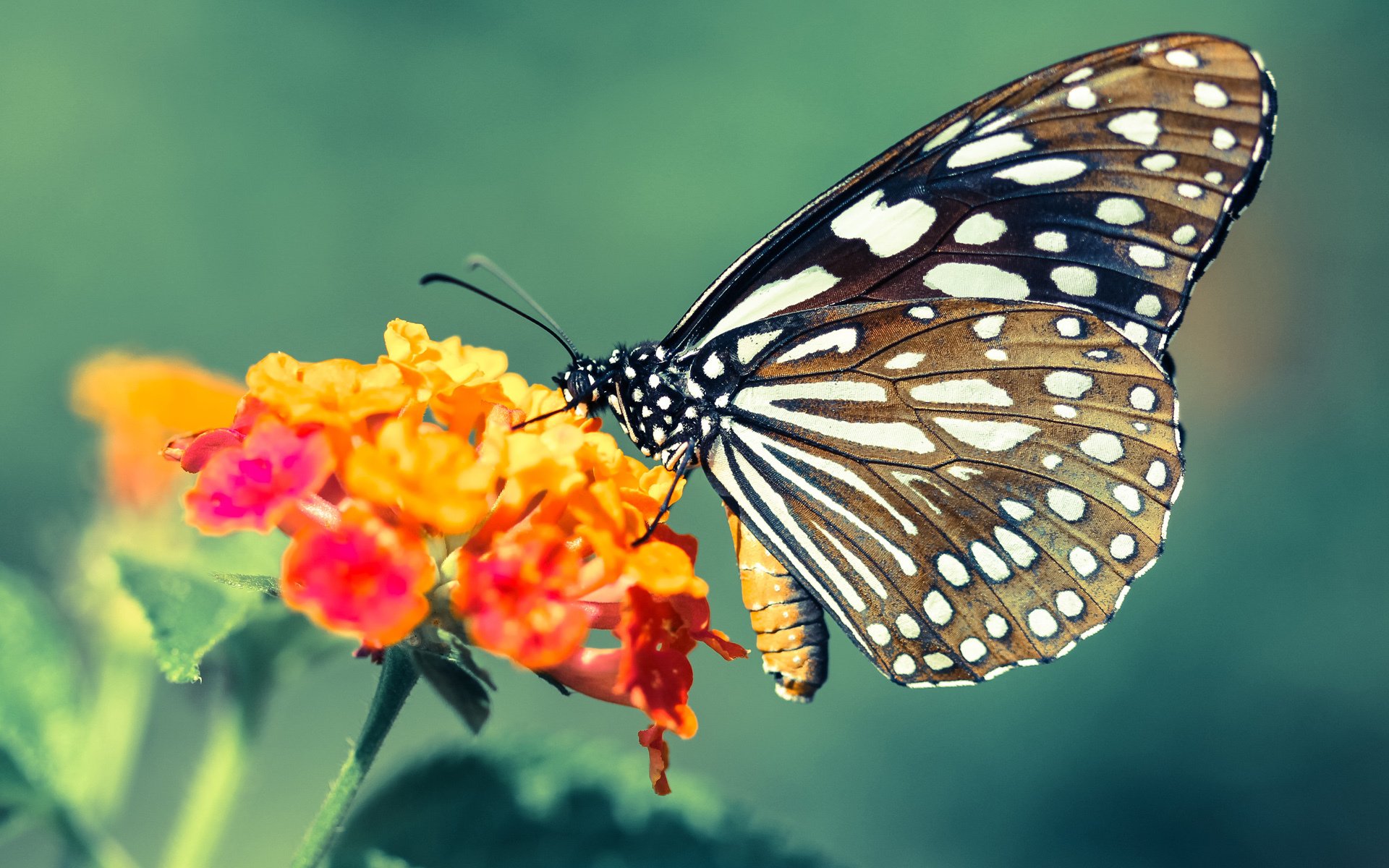爱游戏下载-索伯逆袭！勒克莱尔旧王发威，梅赛德斯王朝一夜崩塌