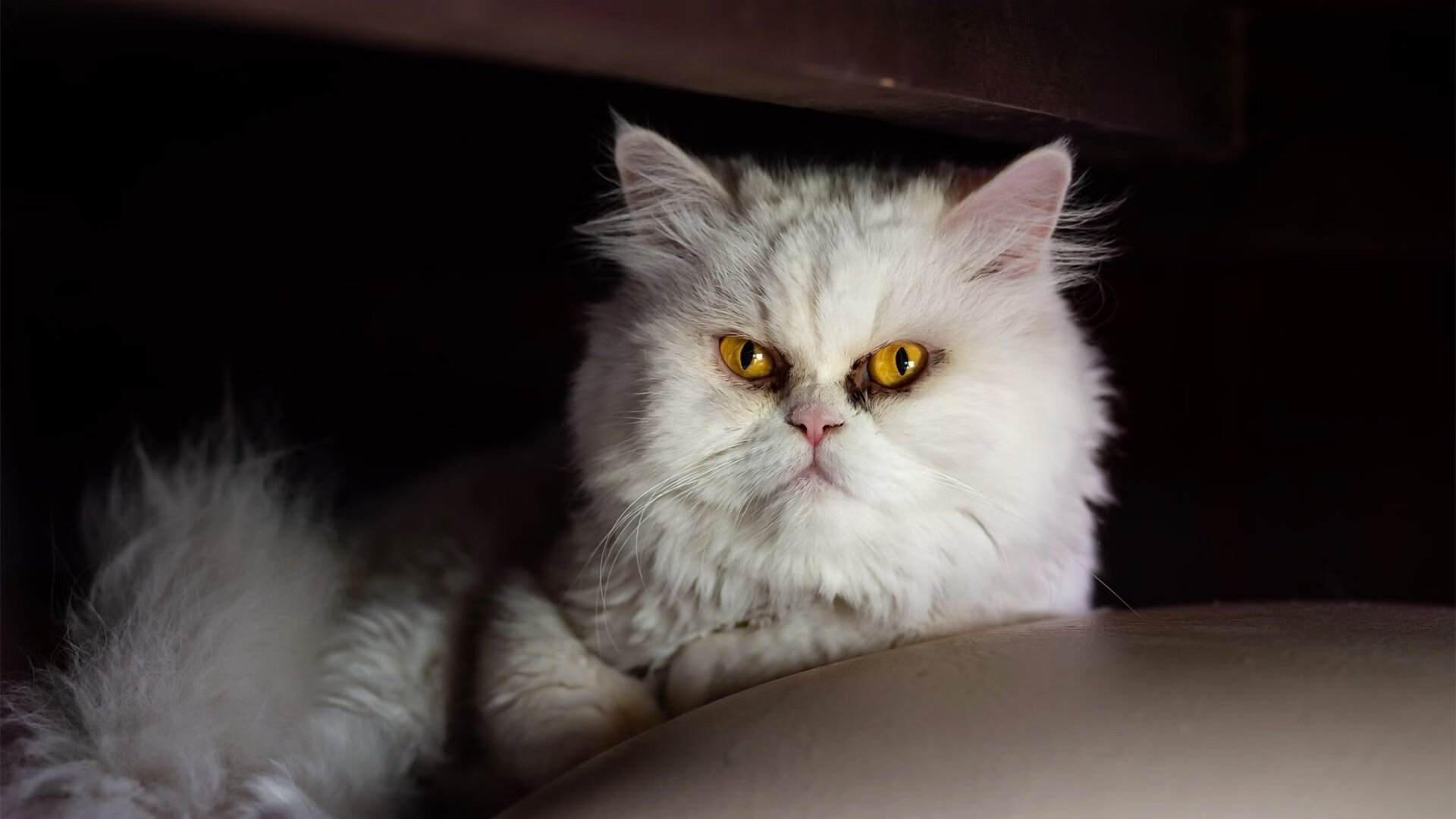 内马尔的关键冷静与洪都拉斯的单节风暴,体育唯一性的双面镜