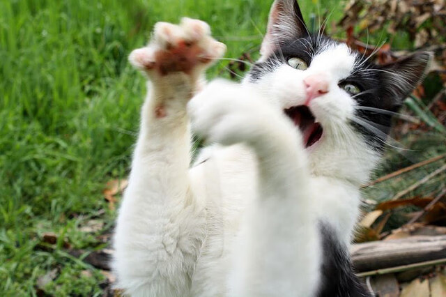 赖斯处子秀惊艳爆发,AC米兰进攻狂潮碾压秘鲁劲旅