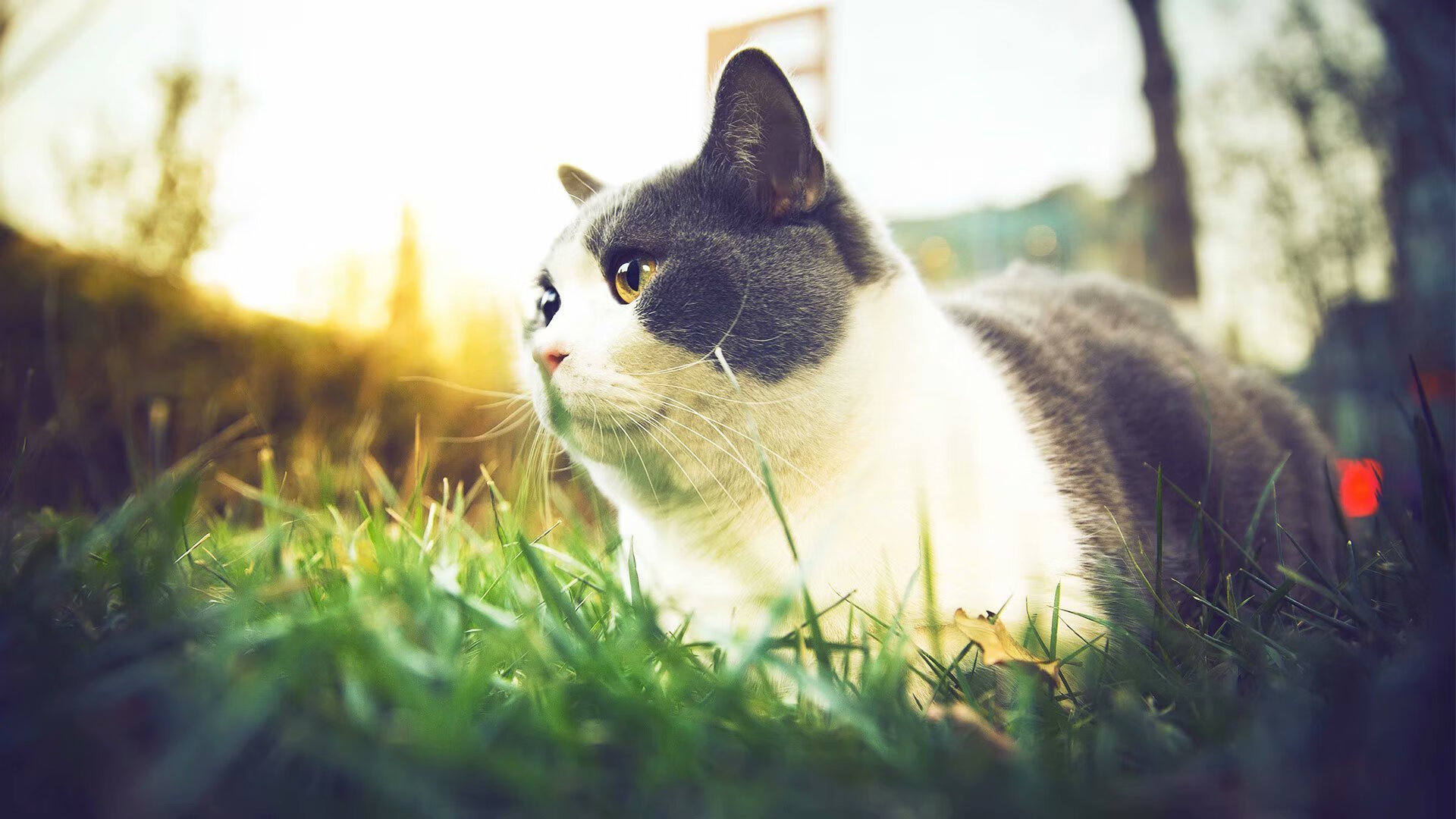 巨龙的沉睡与复苏,当卡拉斯科的教科书照亮威尔士的屠龙之战