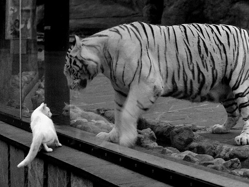 爱游戏APP-西甲德比之夜，为何太平洋对岸的小贾伦打出了世纪之战？