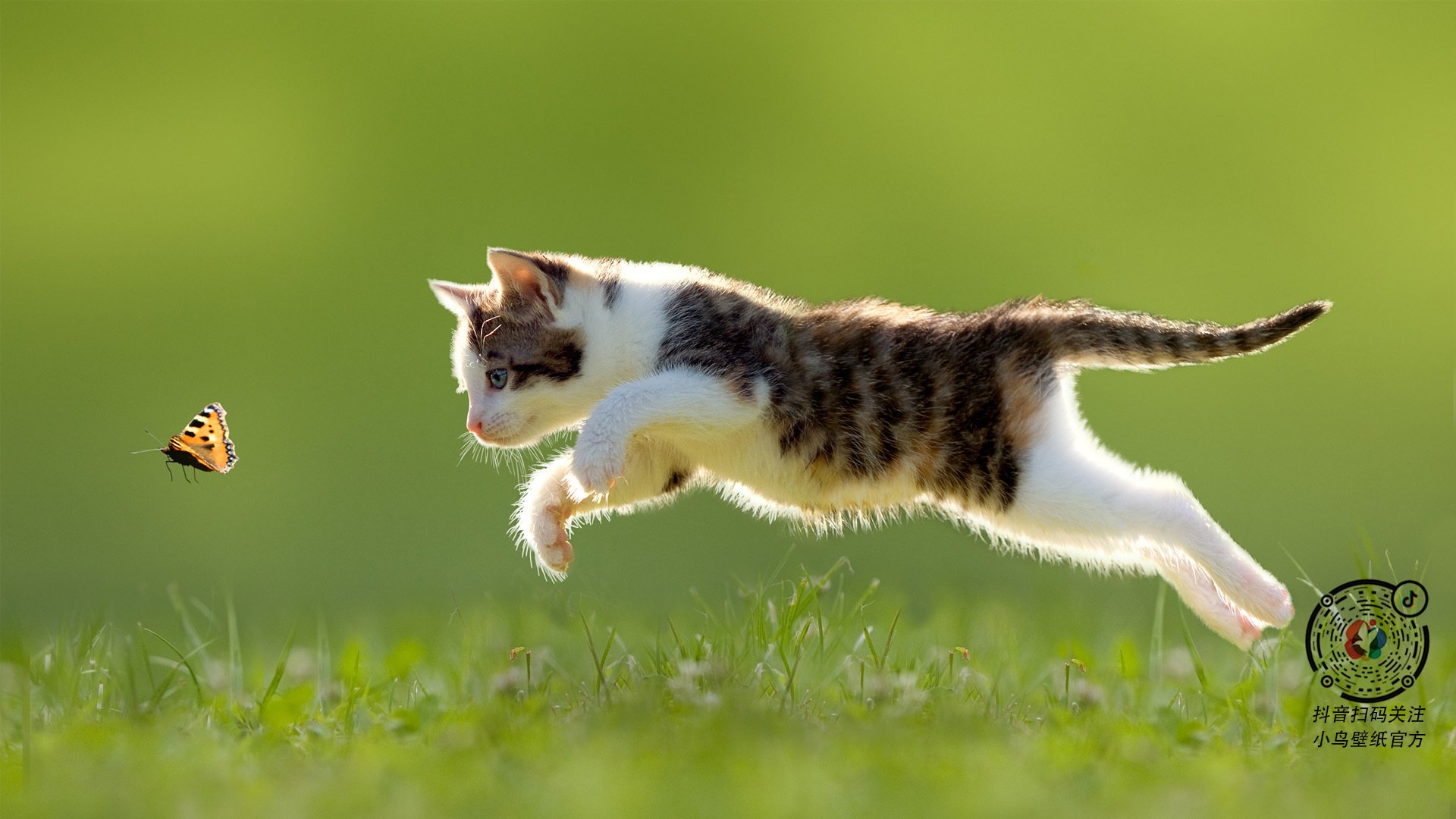 爱游戏娱乐-马克西的指挥家之夜，独行侠在节奏洪流中粉碎鹈鹕