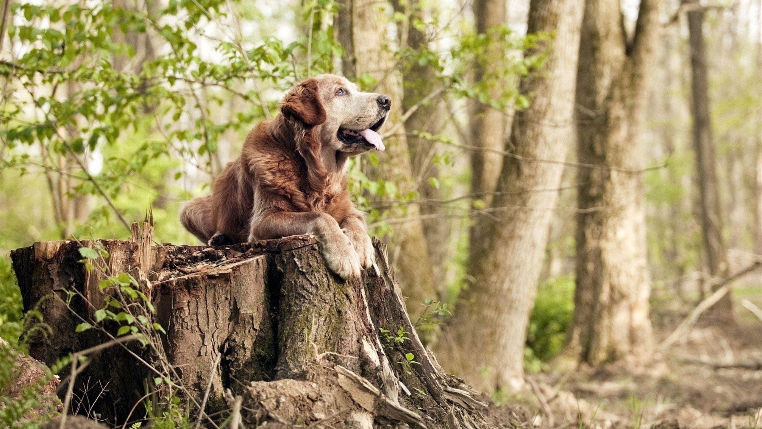 北欧风暴击沉德甲巨舰,奥地利核心阿拉巴导演瑞典逆袭神话