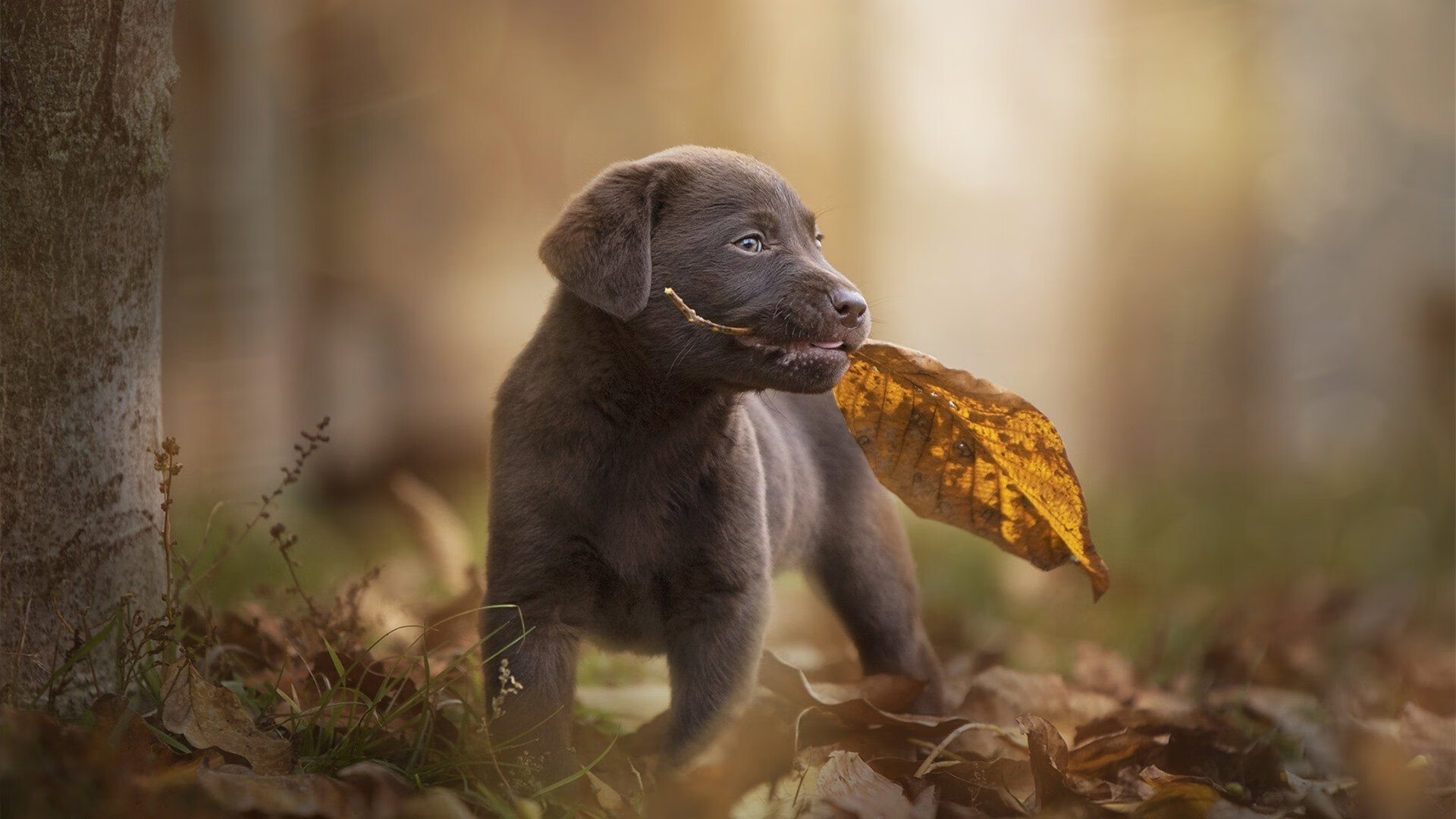 爱游戏下载-欧冠决赛之夜，当世人紧盯巨星，阿克却用常规武器持续制造杀伤