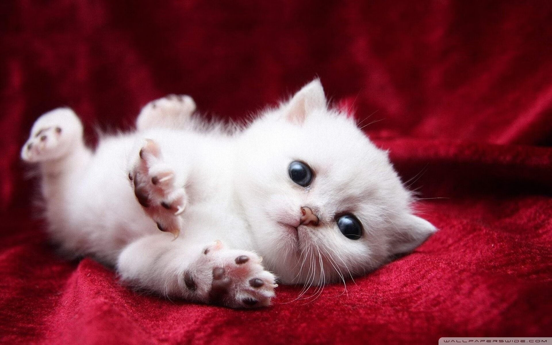 爱游戏娱乐-马赛的叹息之墙，当巴西狂潮遭遇库尔图瓦的末节法则