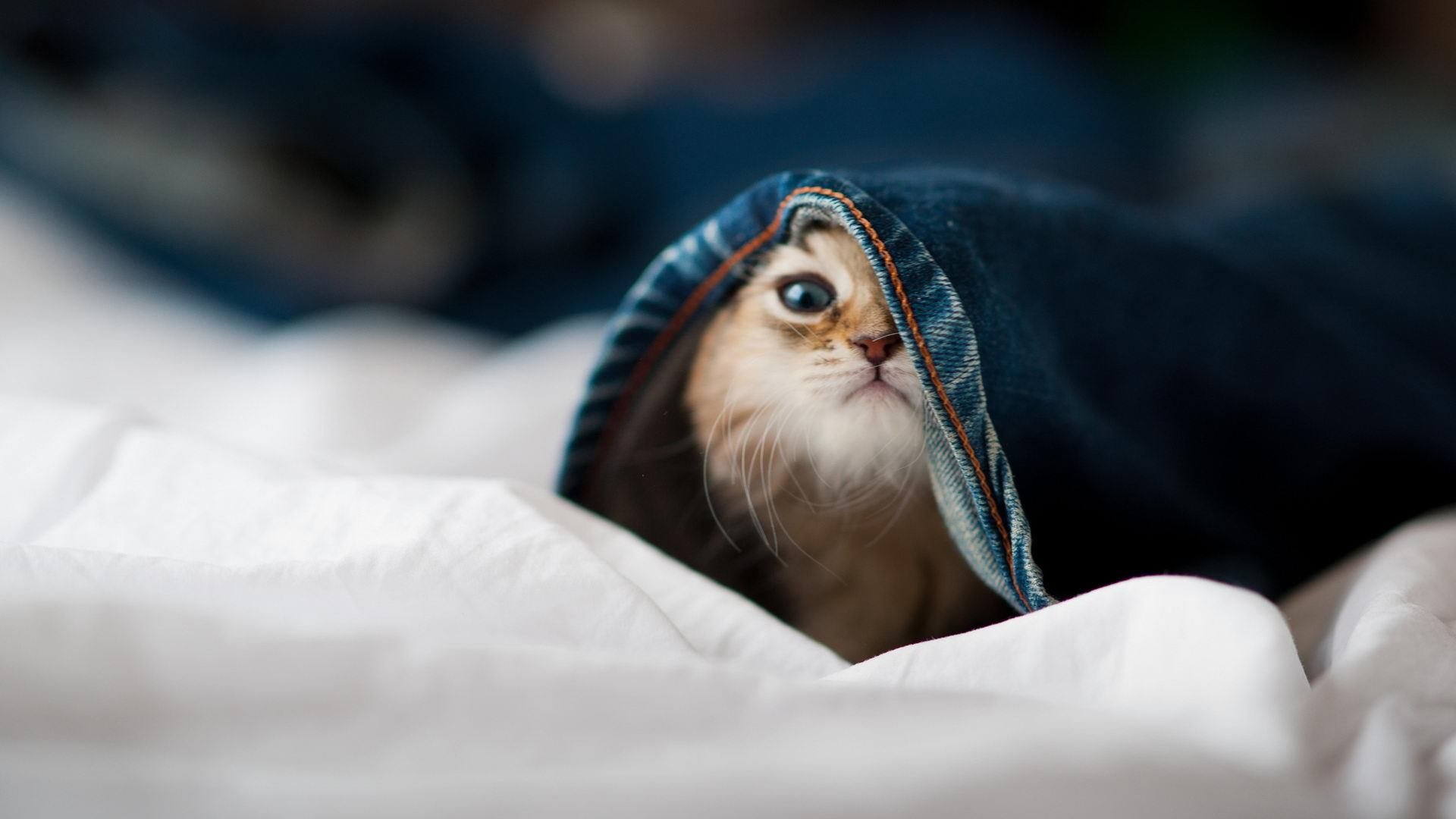 2026世界杯之夜，凯恩用实力证明自己