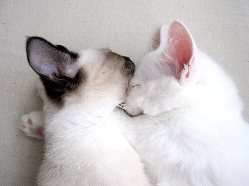 幽灵与舞台,当本泽马在加拿大对阵卡塔尔的赛场上成为无处不在的阴影