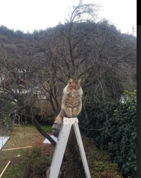 范戴克数据核爆式裂变！安哥拉化身致命刺客，一剑刺穿智利巨人心脏