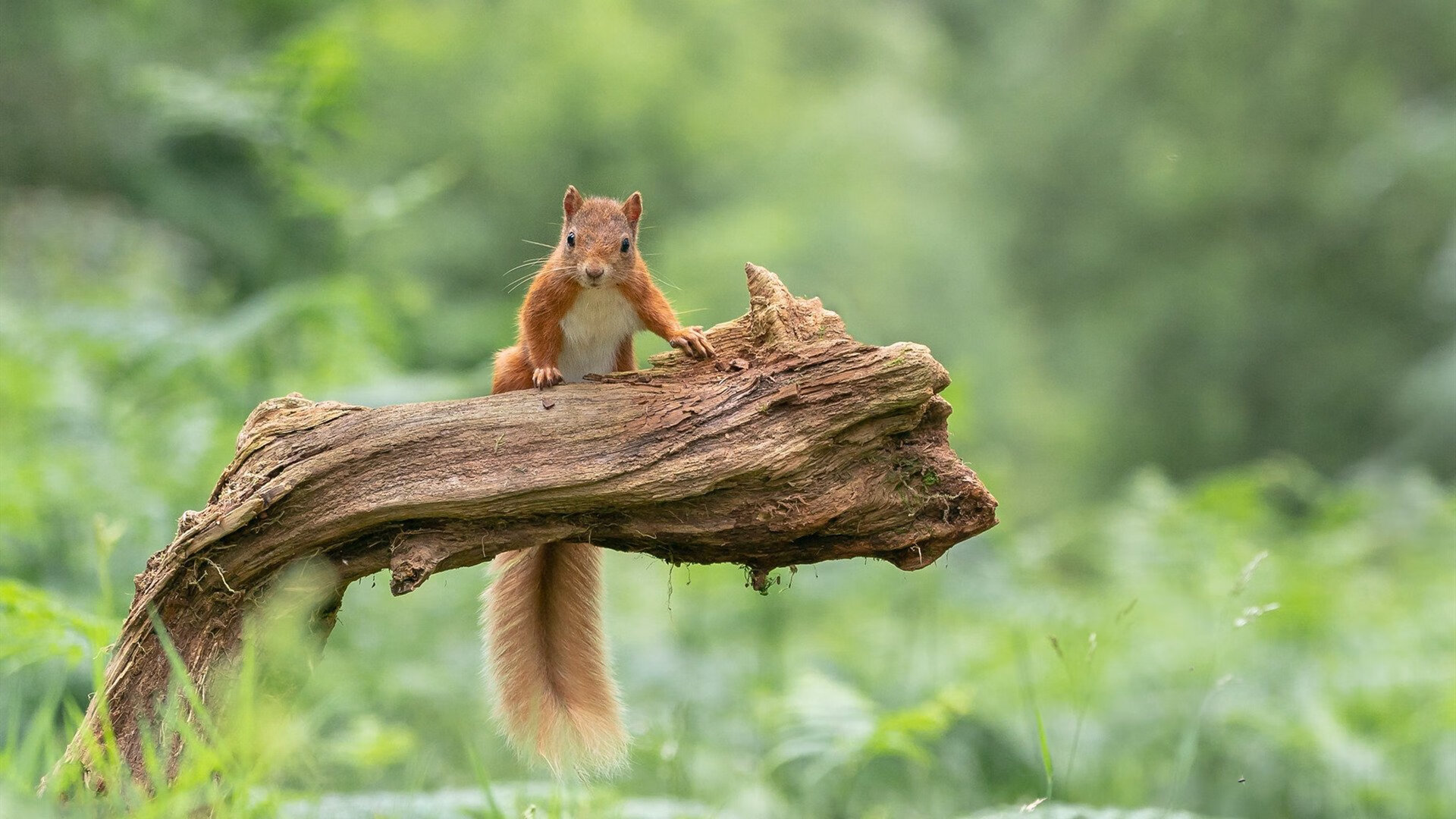 爱游戏官网-福克斯独揽战局，活塞主场轻取浙江队彰显美式篮球锋芒