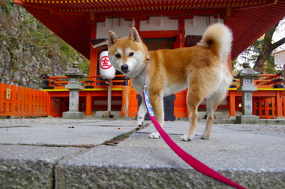 双面压力,弗拉霍维奇的熔炉与西班牙的试纸