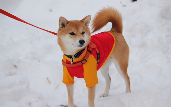 弹无虚发，奥运战场的无声惊雷与勇士的三分暴雨