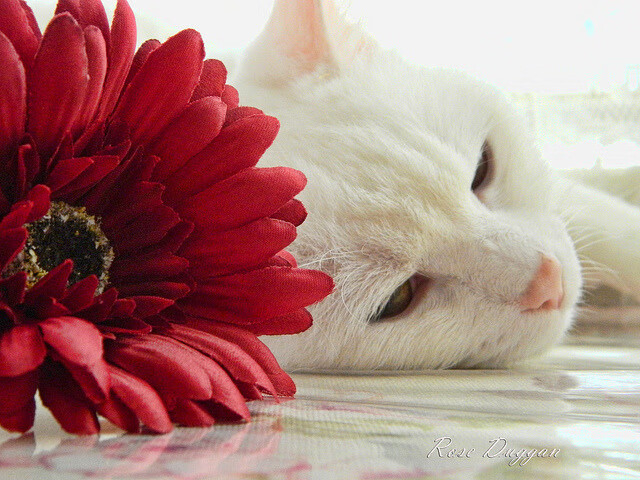 爱游戏在线-数据映照下的冰火两重天，利拉德的孤独华彩与灰熊的团队风暴