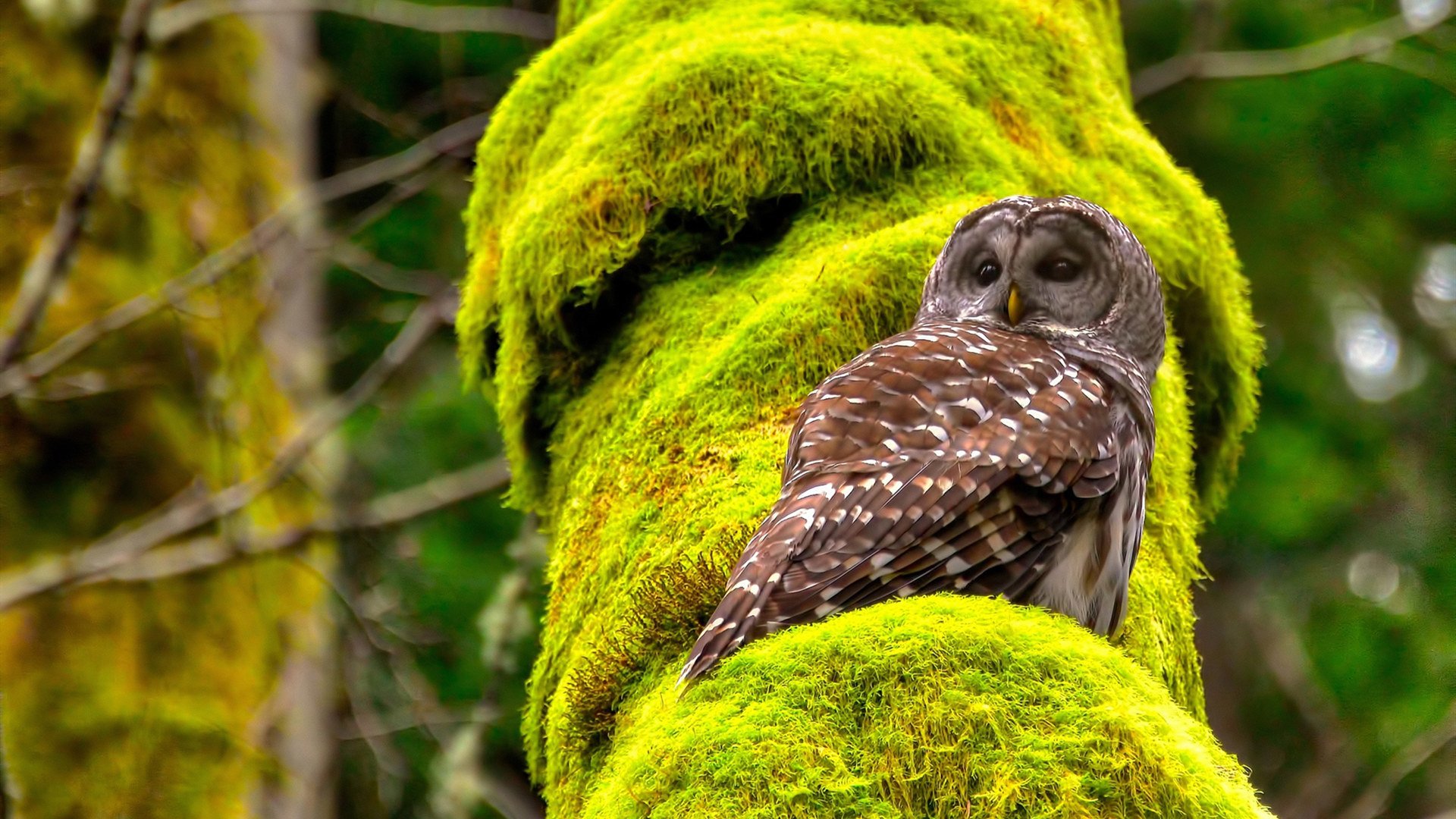 爱游戏下载-阿劳霍爆发的铁血时刻，西班牙关键战中如何于巴黎突围