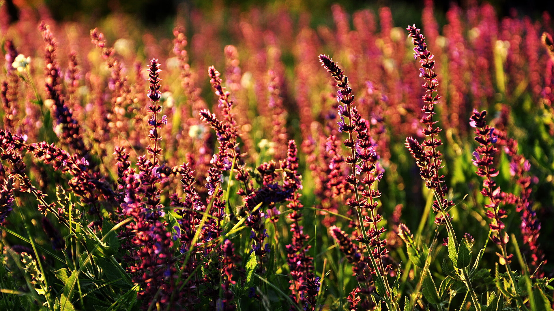 爱游戏-冷热双极，孙兴慜的炽热与比利亚雷亚尔的冰封智慧