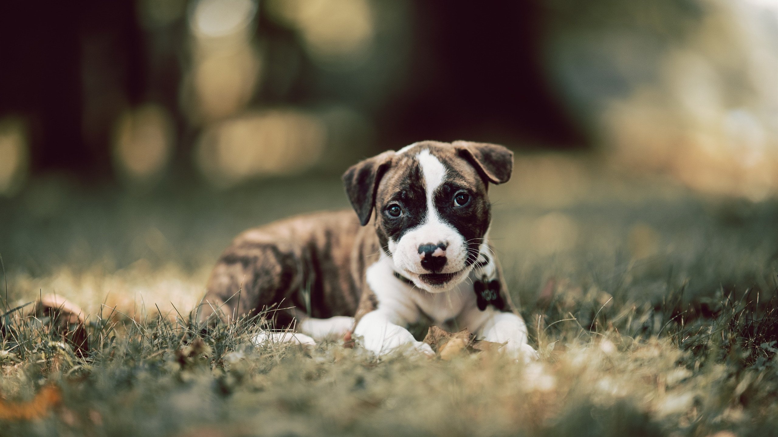 今夜奥纳纳破壁者，奥运周期关键战中的硬仗之王