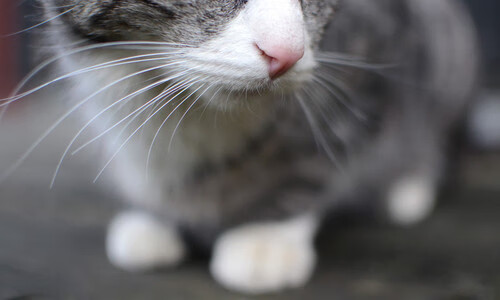 窒息式围猎,塞内加尔用肌肉丛林淹没日本,阿坎吉于世界排名争夺战中接管权杖