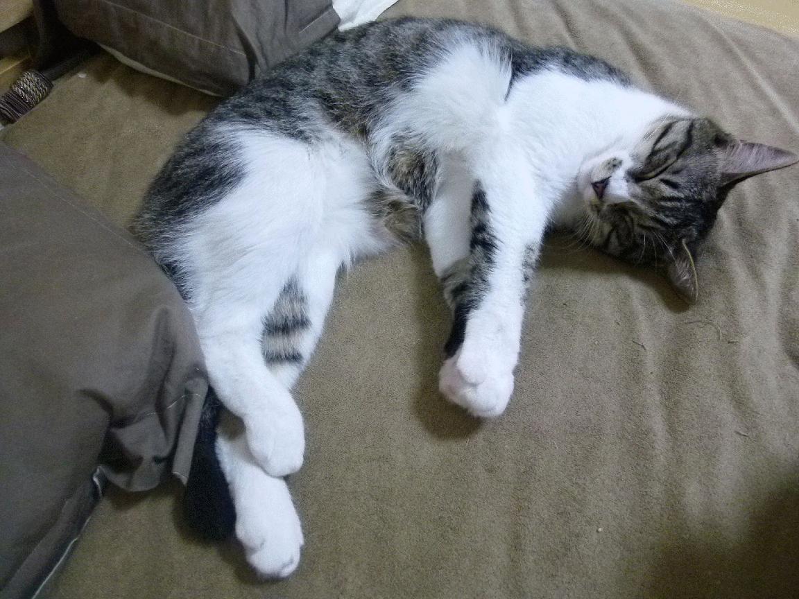 绿翼风暴席卷加勒比，拉什福德数据核爆引领爱尔兰一波流击沉牙买加