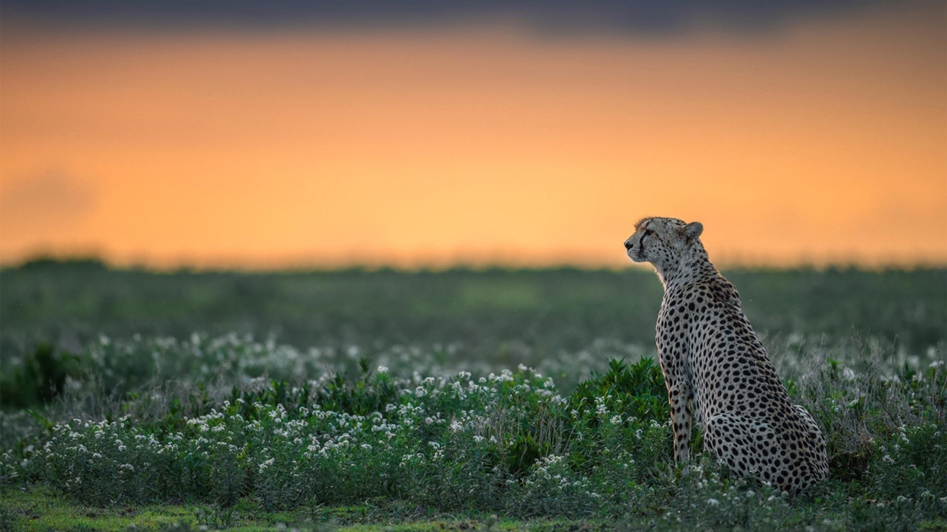 双重奏的奇迹，阿森纳尼日利亚天才破局，阿圭罗式灵魂在德甲加冕