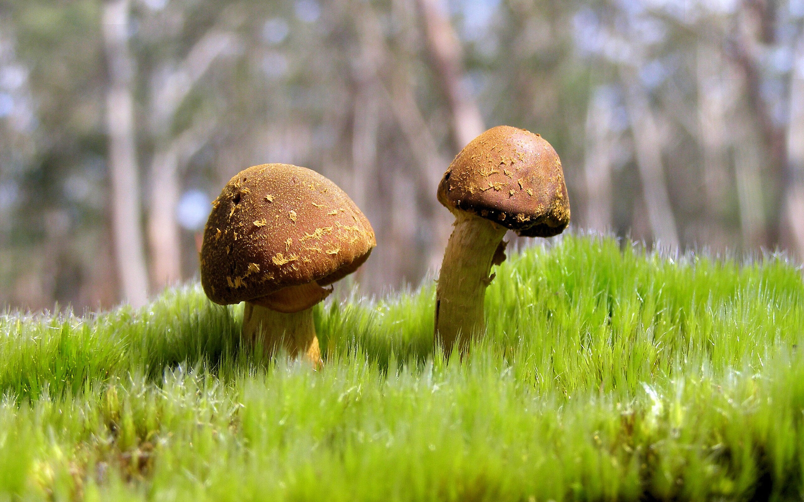 硬仗之王！贝恩末节死神降临，步行者窒息防守绝杀尼克斯