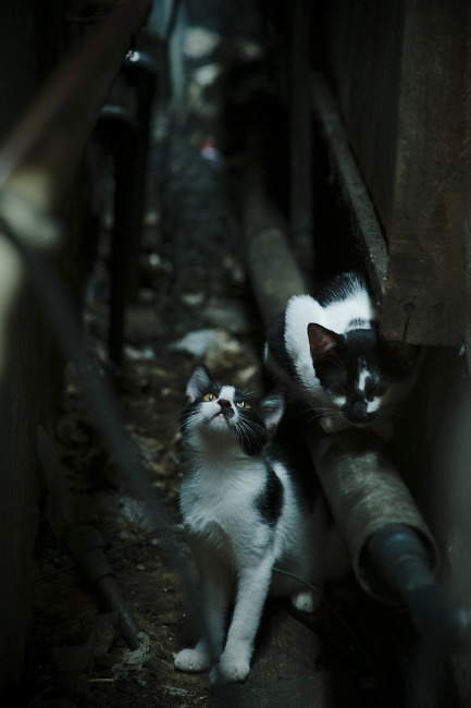 命悬一线的瞬间,苏亚雷斯导演经典,德国绝杀喀麦隆定格2026世界杯C组永恒