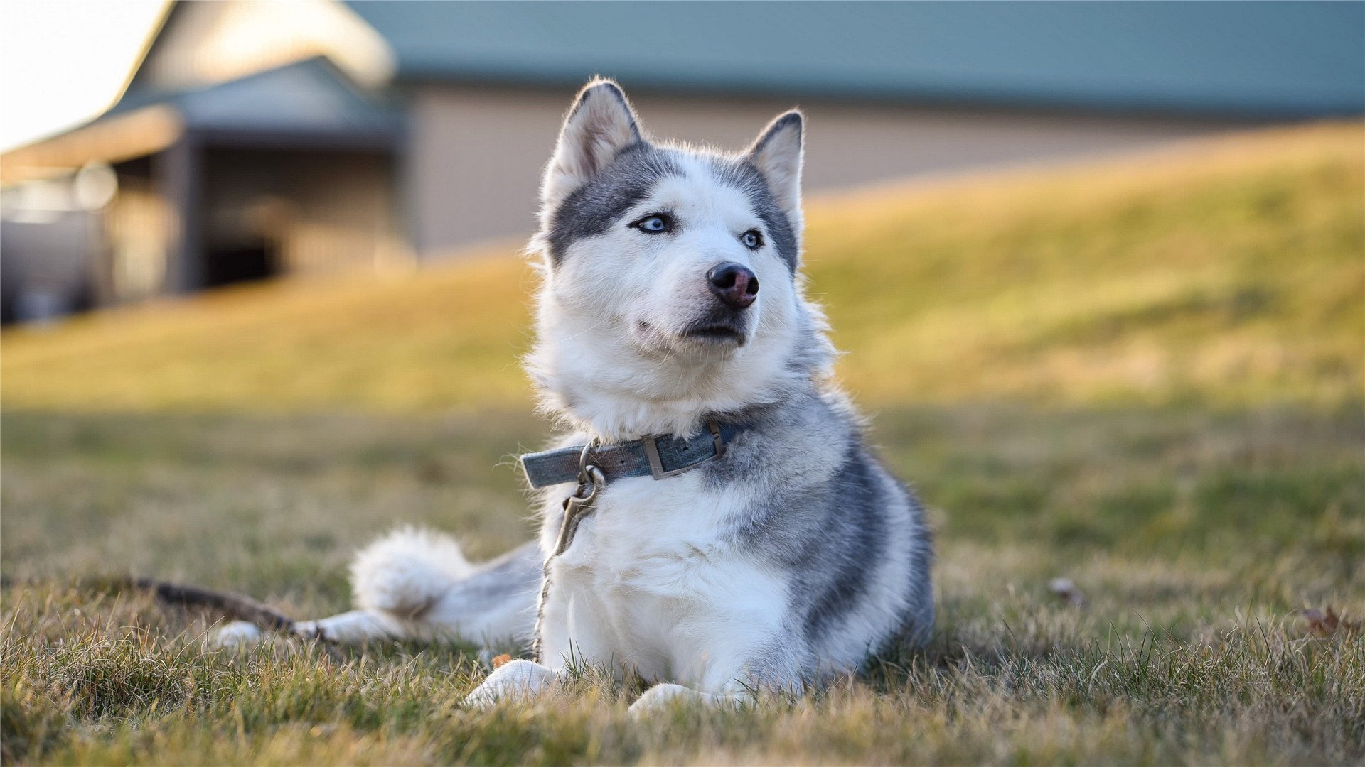 爱游戏在线-一球封神，2026世界杯B组焦点战，伊朗绝杀厄瓜多尔，久保建英用90分钟定义唯一